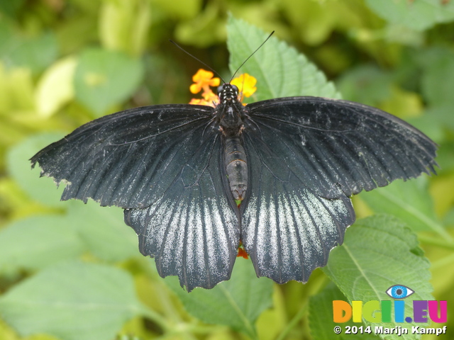 FZ007350 Black butterfly